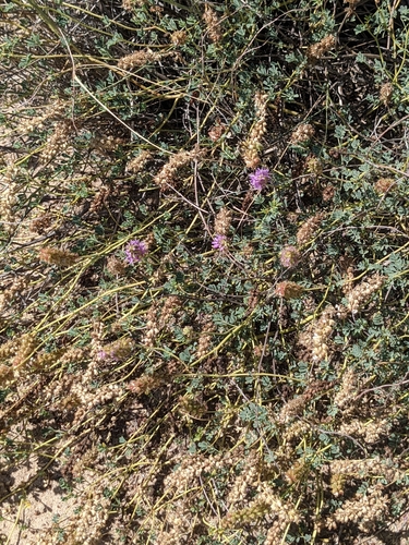 Image of Dalea scariosa by (c) Dominic Gentilcore, some rights reserved (CC BY)