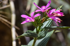 Sobralia boliviensis