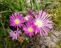 Delosperma carolinense