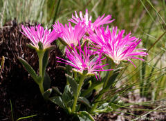 Delosperma carolinense