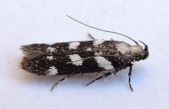 Filatima arizonella