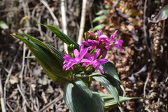 Sobralia boliviensis