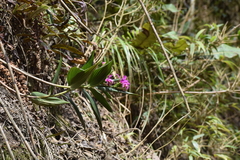 Sobralia boliviensis