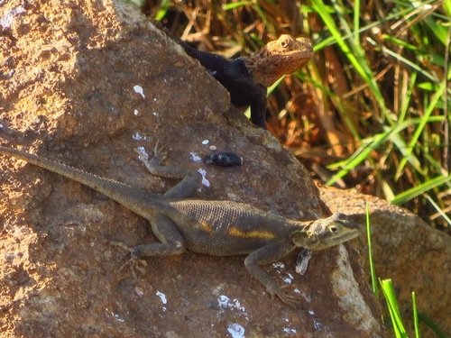 Finch’s agama