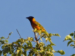 Ploceus melanocephalus