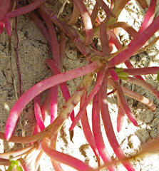 Crassothonna discoidea