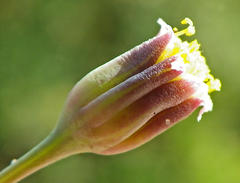 Crassothonna discoidea