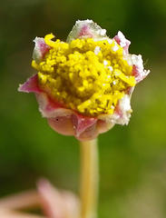 Crassothonna discoidea