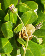 Crassothonna discoidea