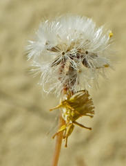 Crassothonna discoidea