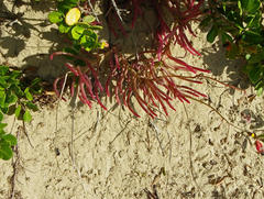 Crassothonna discoidea