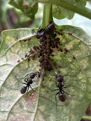 Camponotus pennsylvanicus