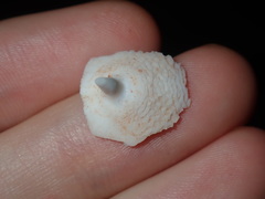 Sepia mestus