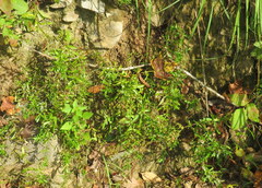 Hypericum sphaerocarpum