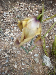 Tigridia illecebrosa