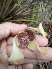 Tigridia illecebrosa