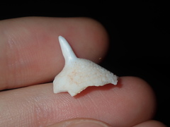 Sepia mestus