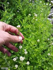 Pseudoselago peninsulae