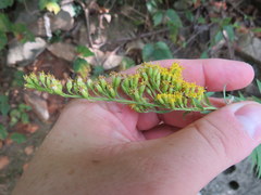 Solidago rupestris