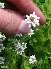 Pseudoselago peninsulae