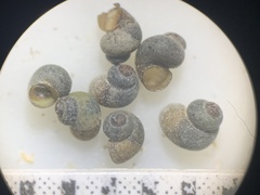 Pyrgulopsis basiglans