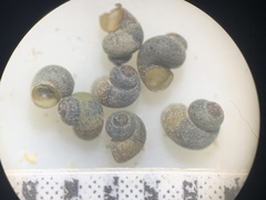Pyrgulopsis basiglans