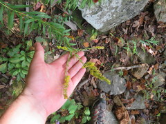Solidago rupestris
