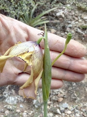 Tigridia illecebrosa
