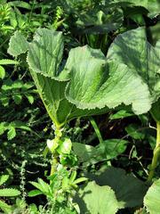 Gunnera perpensa image