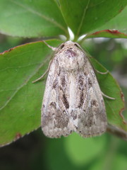 Spodoptera depravata
