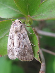 Spodoptera depravata