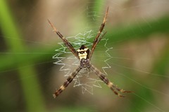 Argiope reinwardti