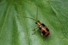 Aulacophora quinqueplagiata