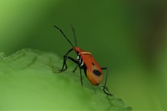 Dindymus rubiginosus