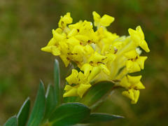 Lasiosiphon anthylloides