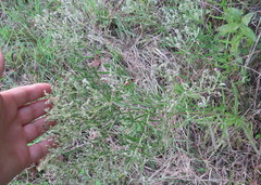 Eupatorium torreyanum