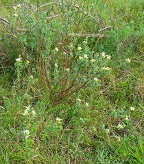 Lasiosiphon anthylloides