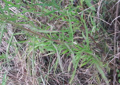 Eupatorium torreyanum