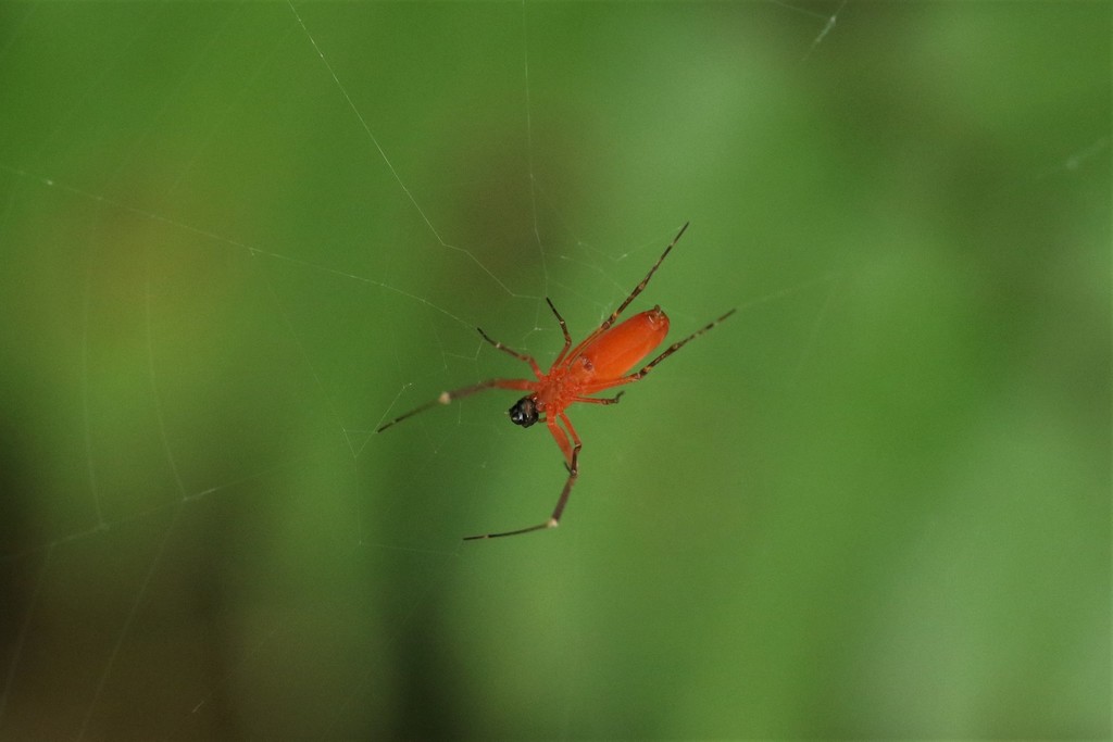 Philoponella raffrayi