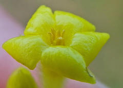 Lasiosiphon anthylloides