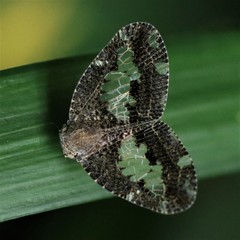 Ricanoptera fenestrata