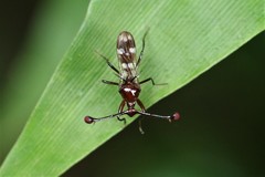 Cyrtodiopsis dalmanni