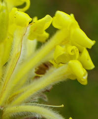 Lasiosiphon anthylloides