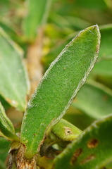 Lasiosiphon anthylloides