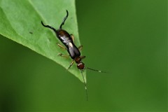 Opisthocosmiinae