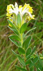 Lasiosiphon anthylloides