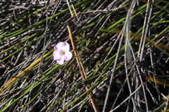 Oxalis heterophylla