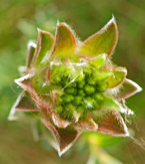 Lasiosiphon anthylloides