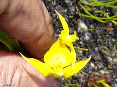 Disa tenuifolia