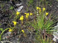 Disa tenuifolia